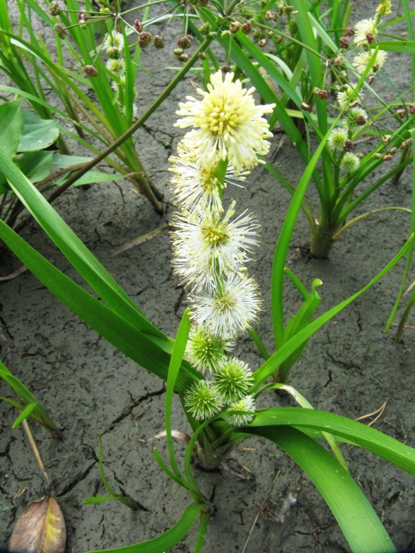 Image of Sparganium emersum specimen.