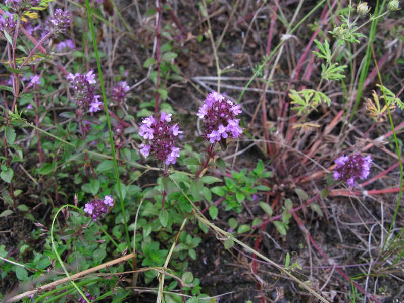 Image of Thymus ovatus specimen.