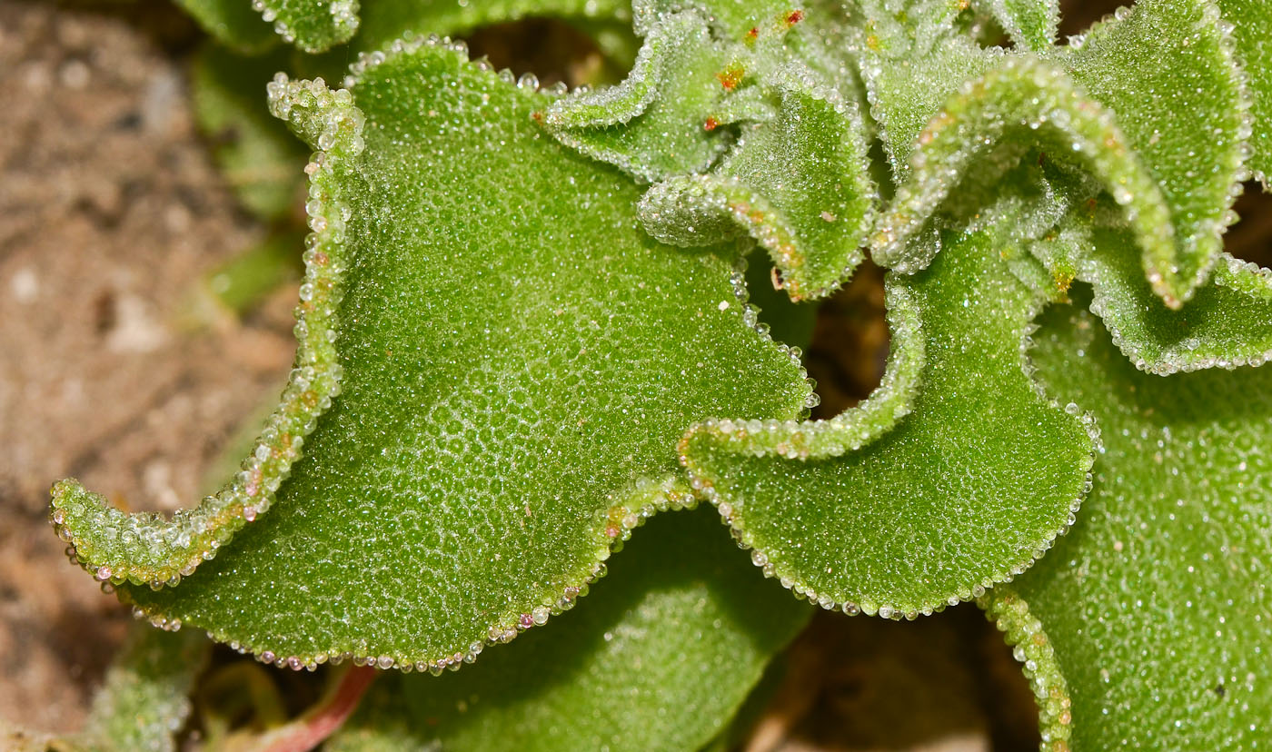 Image of Mesembryanthemum crystallinum specimen.