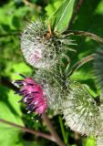 Arctium tomentosum. Цветущая и бутанизирующие корзинки. Чувашия, Моргаушский р-н, луг у дороги к дер. Шомиково. 12.07.2011.