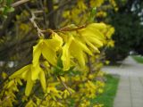 род Forsythia