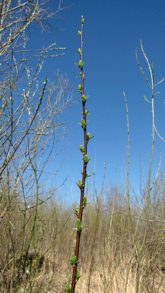 Image of Salix &times; tetrapla specimen.