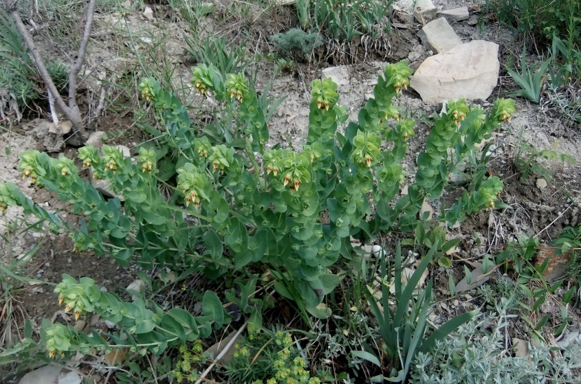 Image of Cerinthe minor specimen.