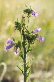 Campanula sibirica. Верхушка растения с соцветиями. Ростовская обл., Аксайский р-н, окр. хутора Александровка 31.05.2012.