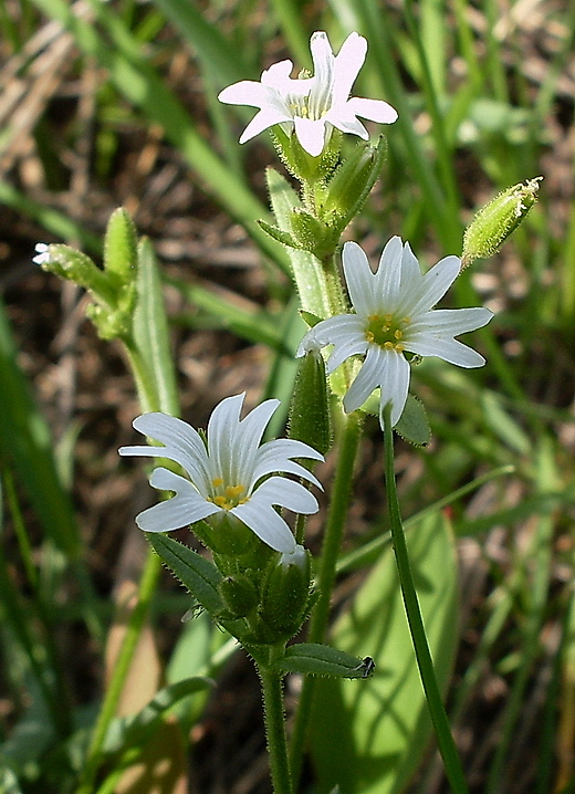 Image of Dichodon viscidum specimen.