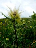 Cirsium obvallatum