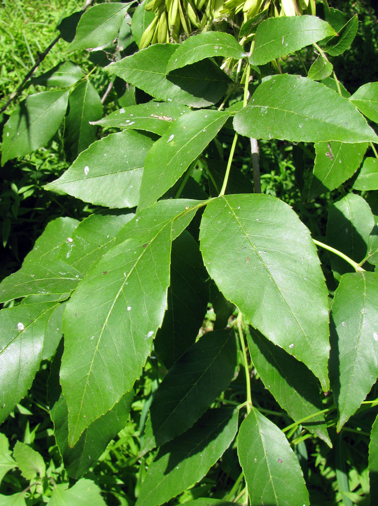 Изображение особи Fraxinus pennsylvanica.