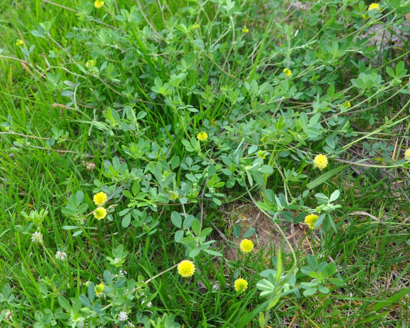 Изображение особи Trifolium campestre.