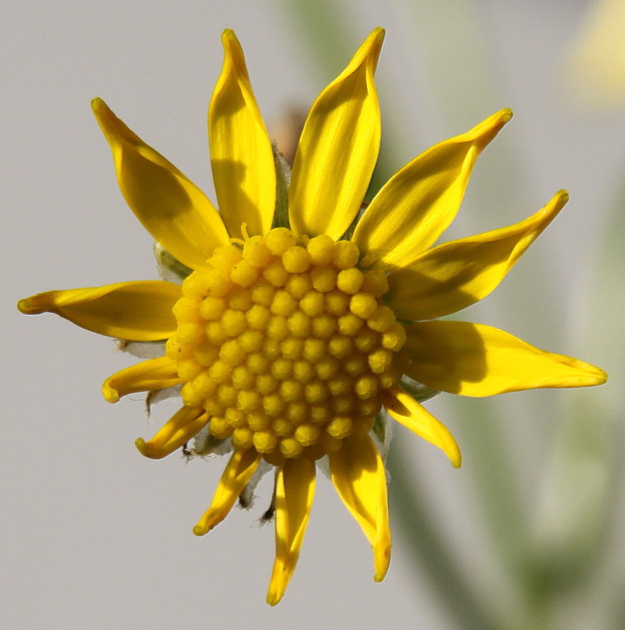 Image of Senecio inaequidens specimen.