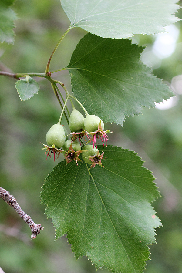 Изображение особи Crataegus lauta.