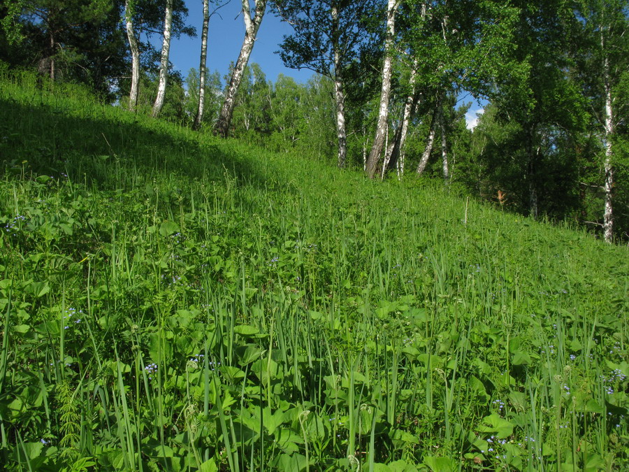 Image of Pteridium pinetorum ssp. sajanense specimen.