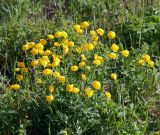 Trollius europaeus