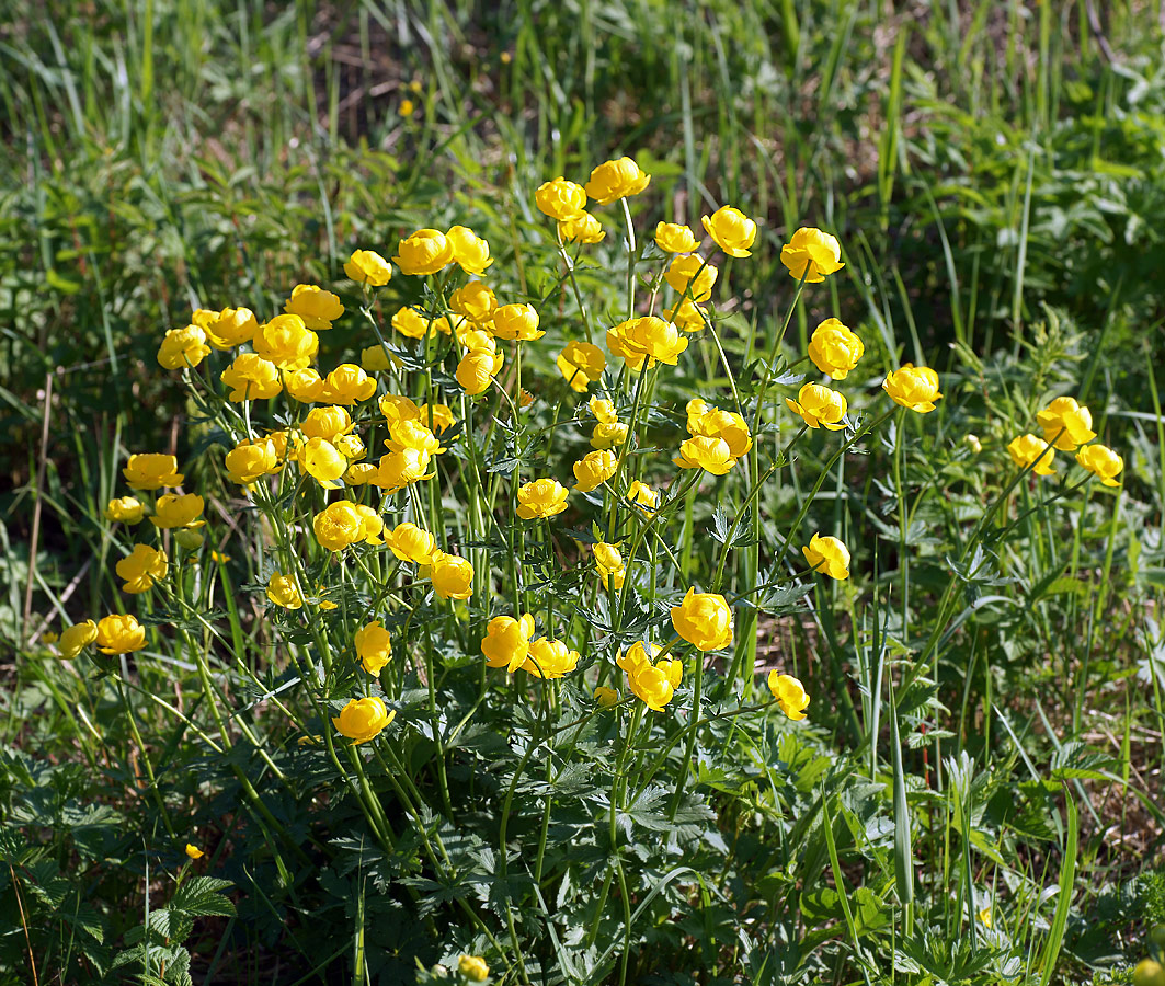 Image of Trollius europaeus specimen.