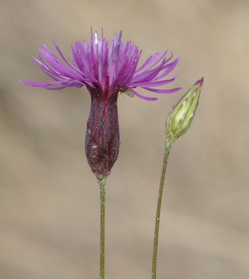 Image of Crupina crupinastrum specimen.