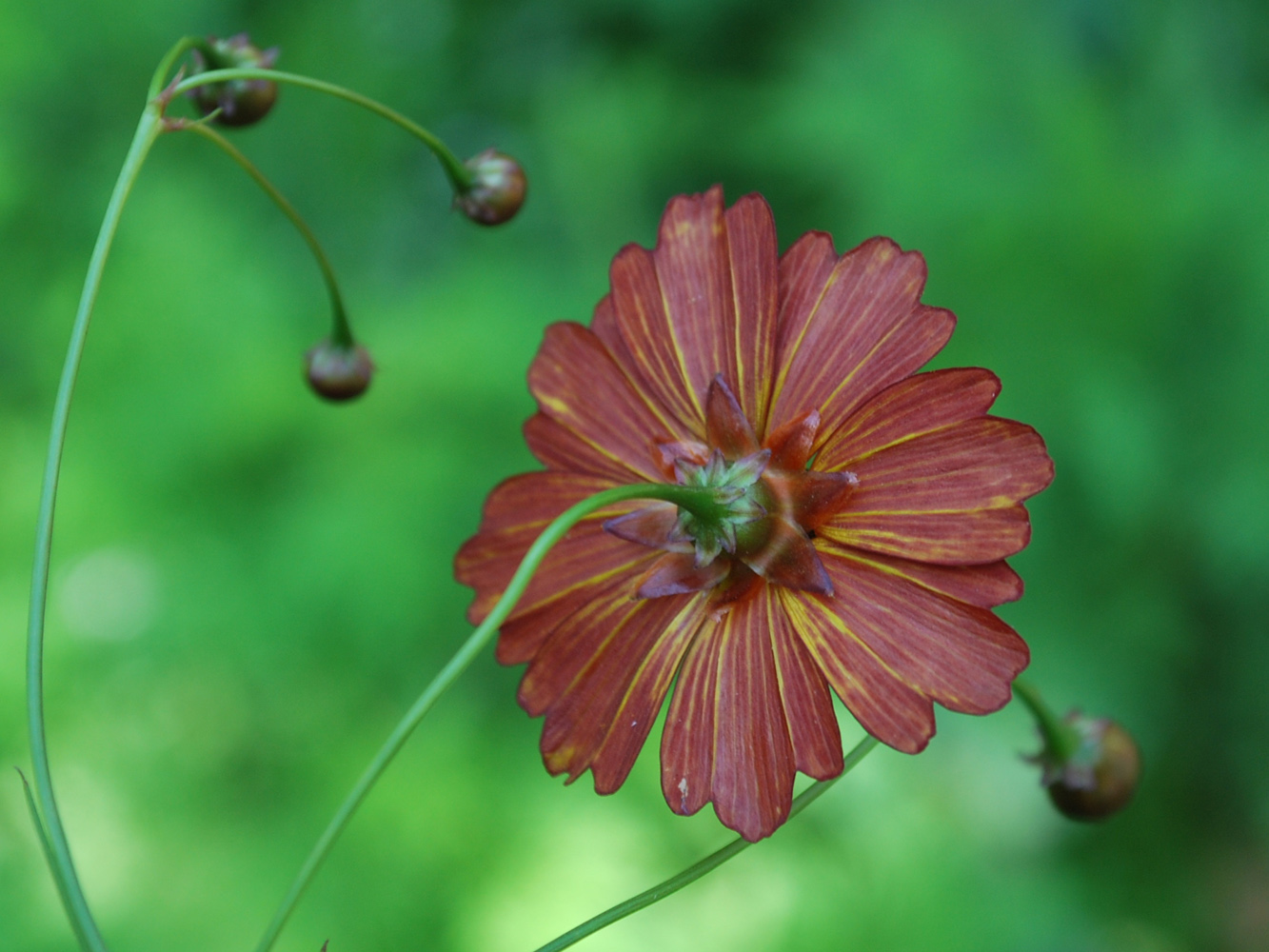 Image of Coreopsis tinctoria specimen.