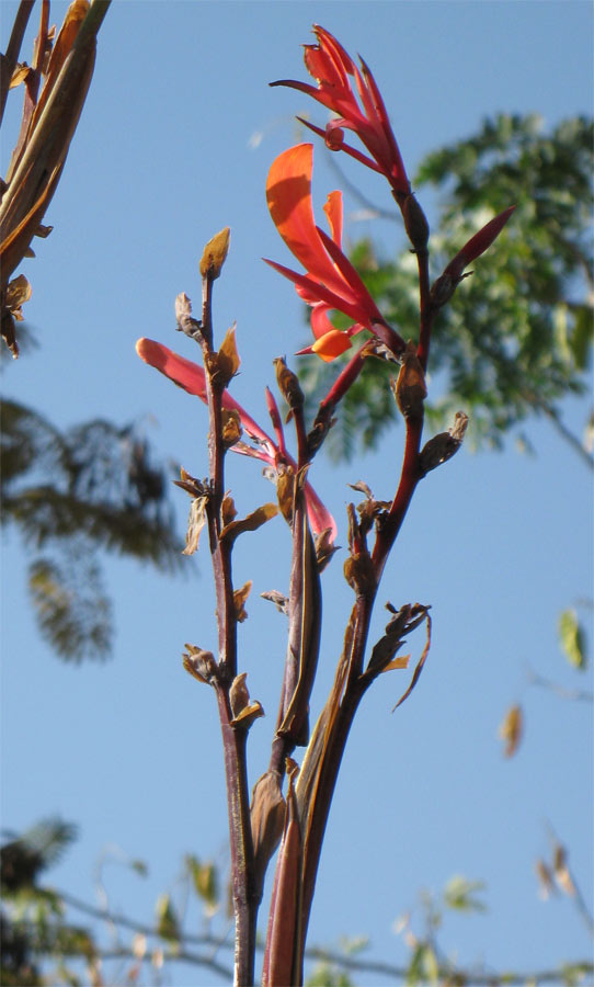 Image of genus Canna specimen.