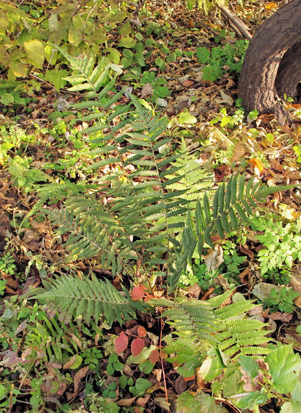 Image of genus Dryopteris specimen.