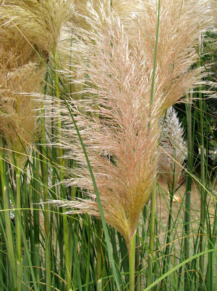 Image of Cortaderia selloana specimen.