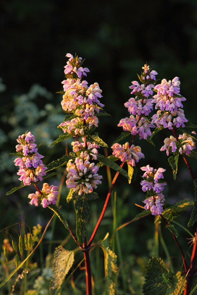 Image of Phlomoides tuberosa specimen.