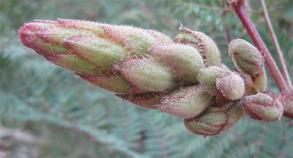 Image of Caesalpinia gilliesii specimen.