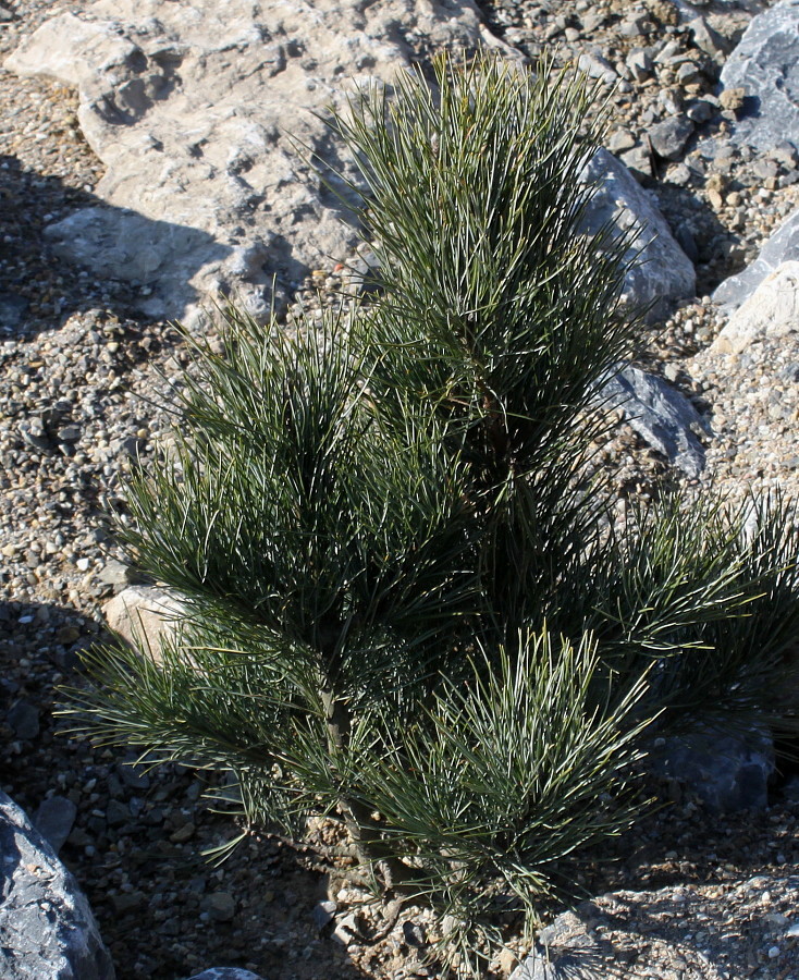 Image of Pinus cembra specimen.