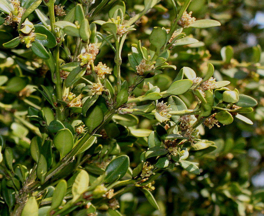 Image of Buxus microphylla specimen.