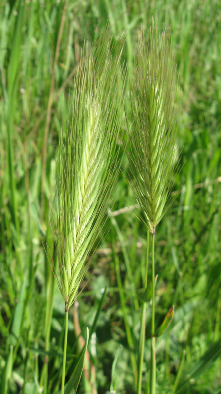 Image of Hordeum leporinum specimen.