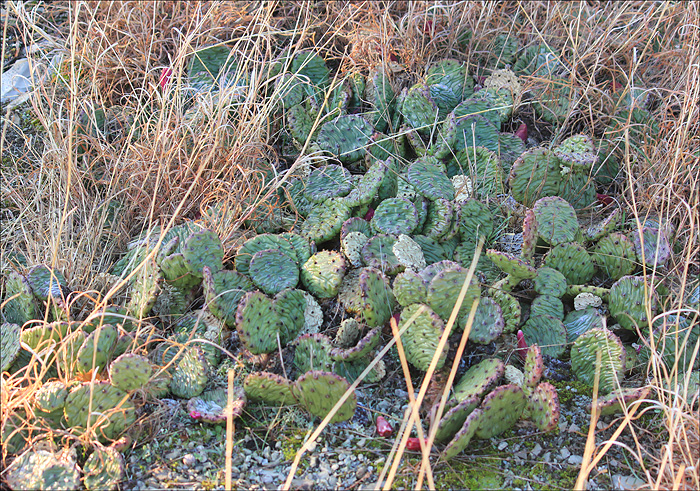 Изображение особи Opuntia humifusa.