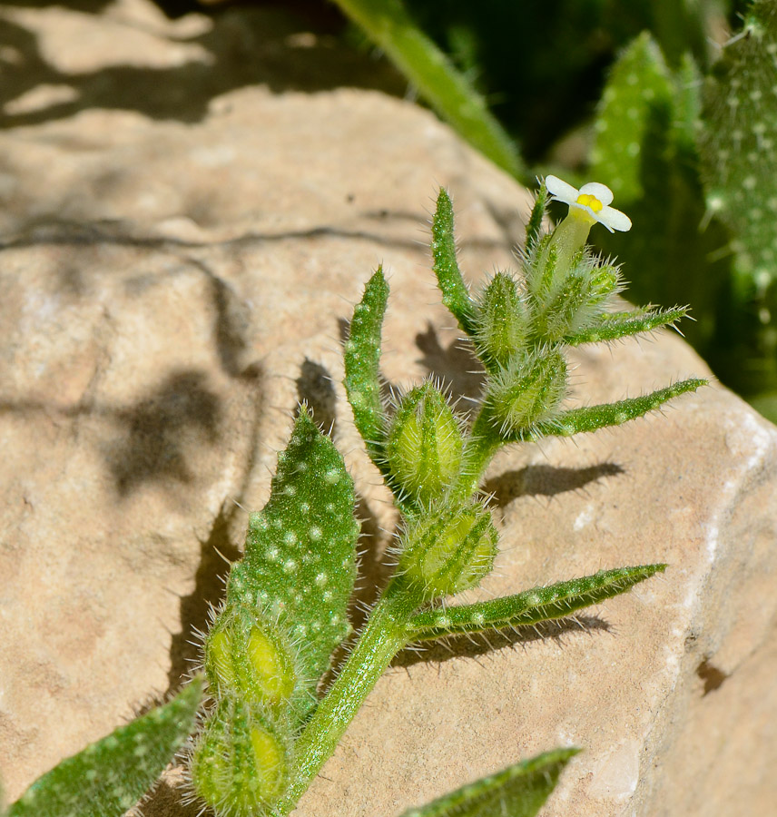 Изображение особи Anchusa milleri.