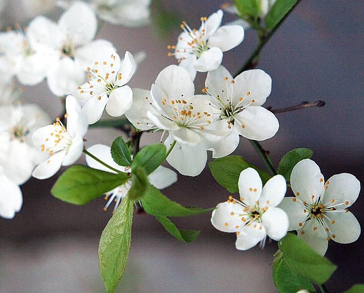 Image of Prunus cerasifera specimen.