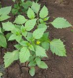 Physalis ixocarpa