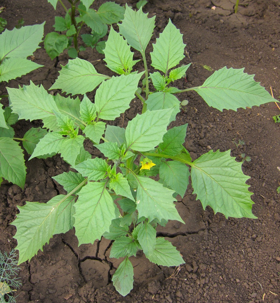 Image of Physalis ixocarpa specimen.