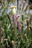 Silene guntensis