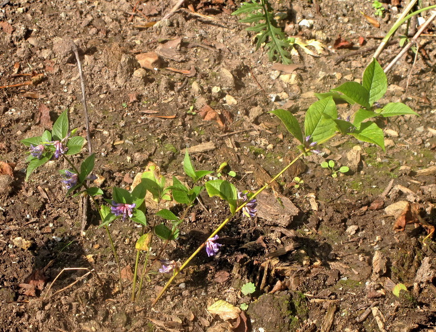 Изображение особи Vicia ohwiana.