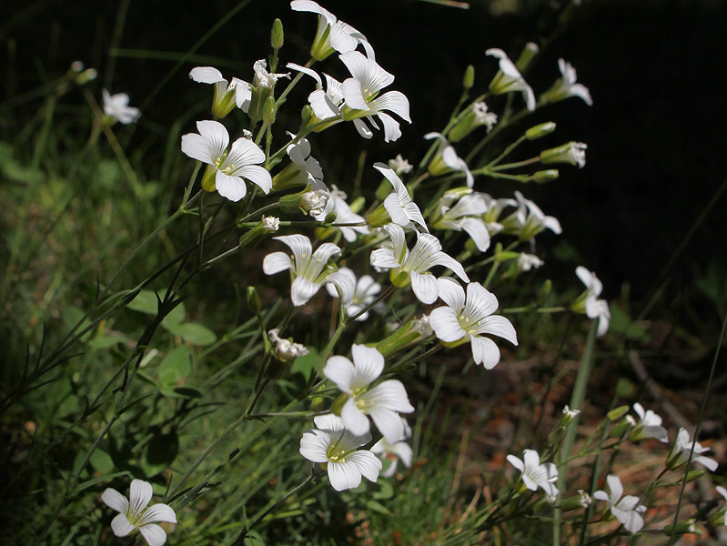 Image of Minuartia circassica specimen.