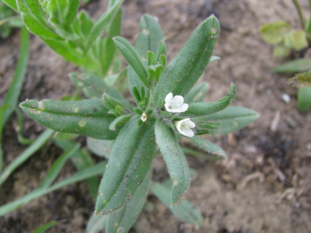 Image of Buglossoides arvensis specimen.