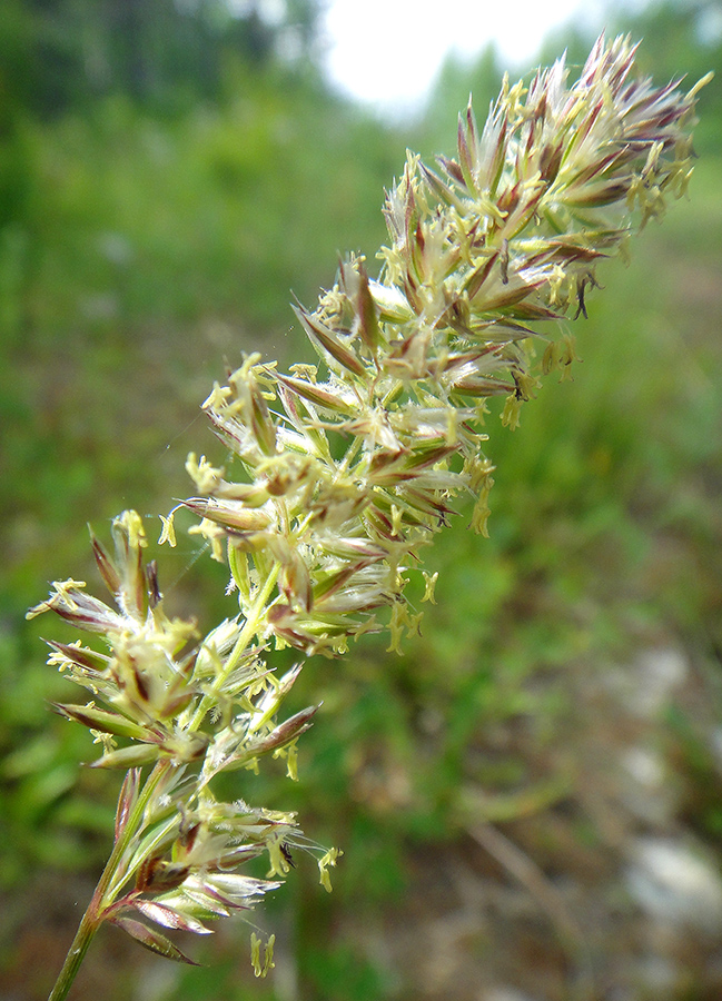 Image of Koeleria seminuda specimen.