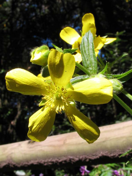 Изображение особи Ranunculus cortusifolius.