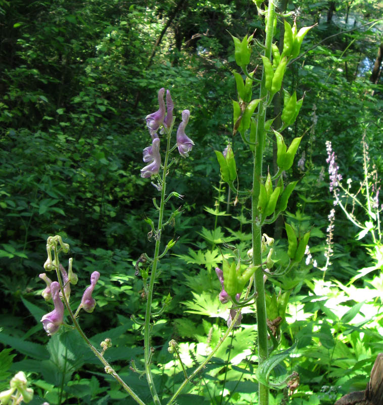 Изображение особи Aconitum septentrionale.