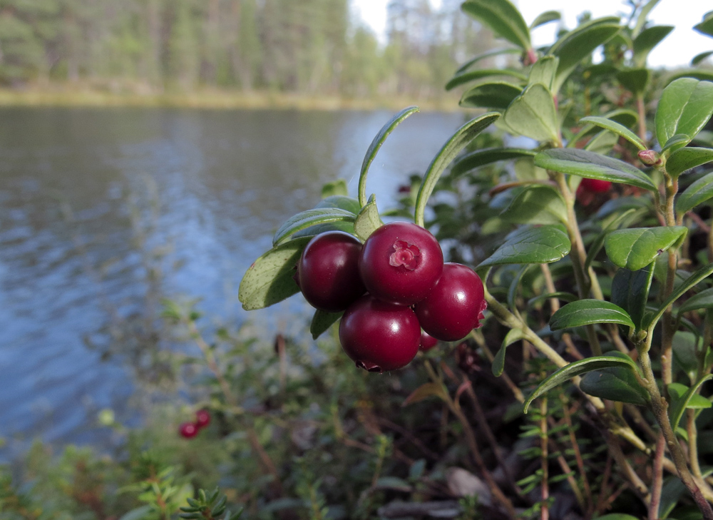 Image of Vaccinium vitis-idaea specimen.