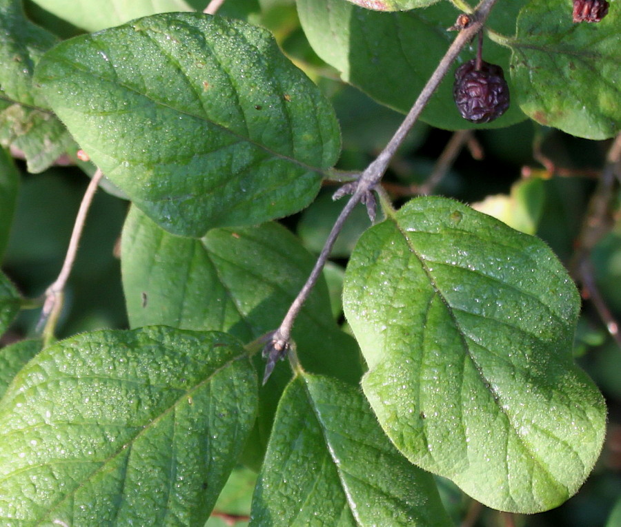 Image of Lonicera xylosteum specimen.