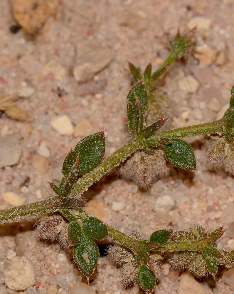 Image of Fagonia glutinosa specimen.