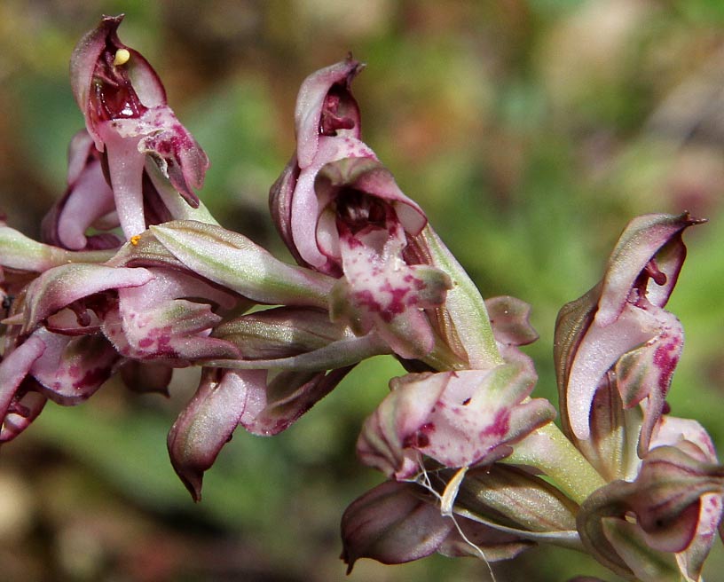 Image of Anacamptis coriophora ssp. fragrans specimen.