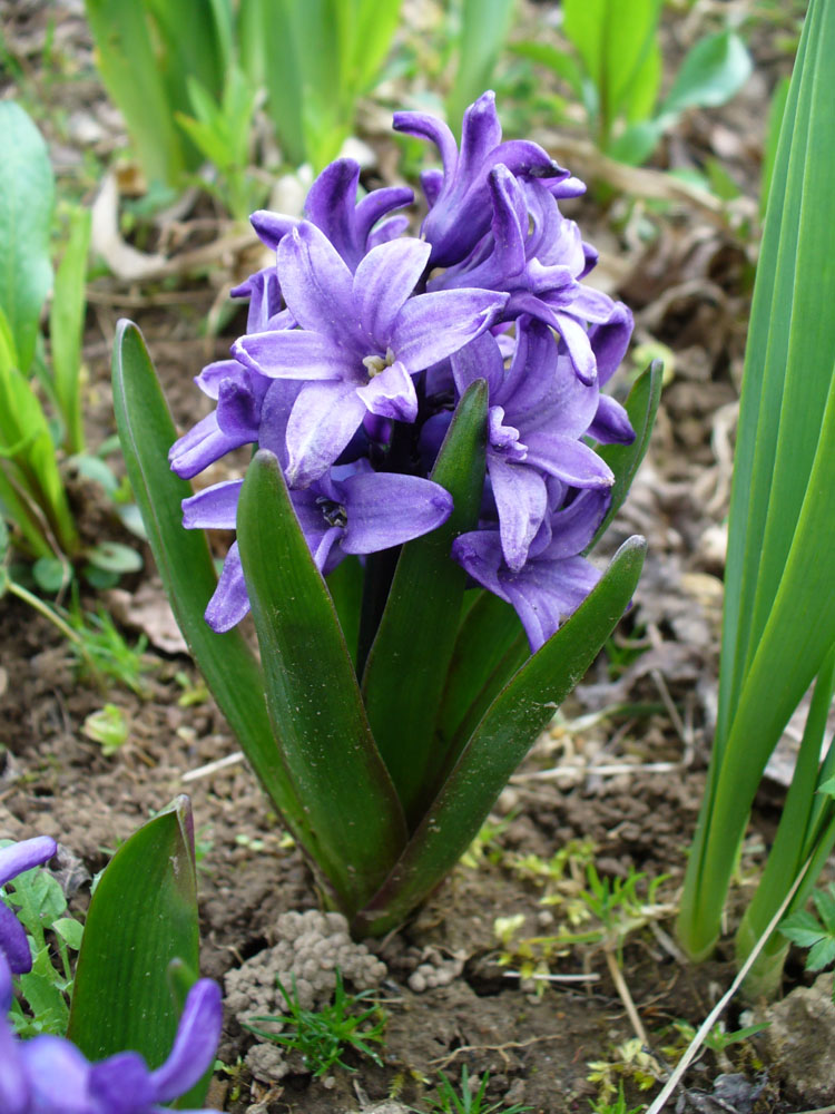 Image of Hyacinthus orientalis specimen.