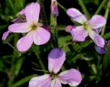 Hesperis matronalis. Цветки. Германия, г. Дюссельдорф, Ботанический сад университета. 02.06.2014.