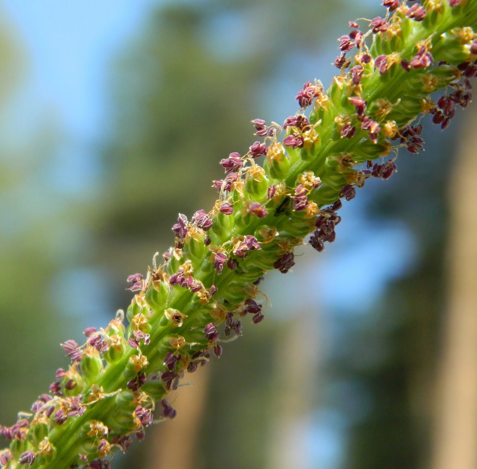 Изображение особи Plantago major.