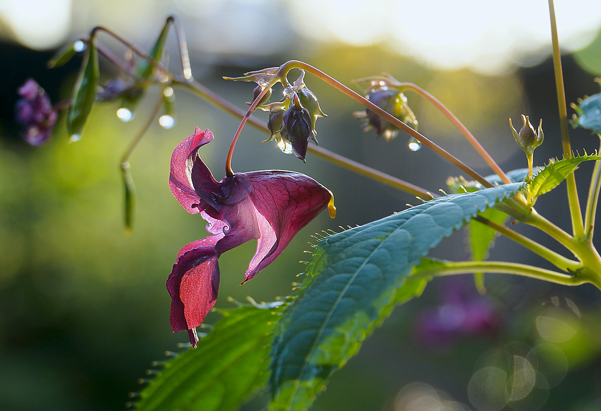 Image of Impatiens glandulifera specimen.