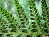 Polystichum aculeatum. Доли листа (вайи) с сорусами (вид снизу). Крымский природный заповедник, Бабуган-Яйла. 18.07.2009.