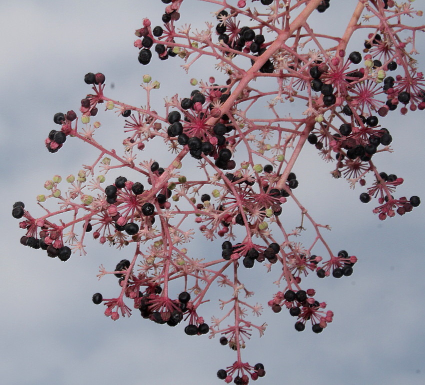 Image of Aralia elata specimen.