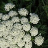 Смотреть изображение Daucus sativus